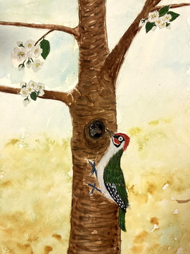 Zelena žolna, akvarel, 30x20 cm, 2025, Franc Smrkolj